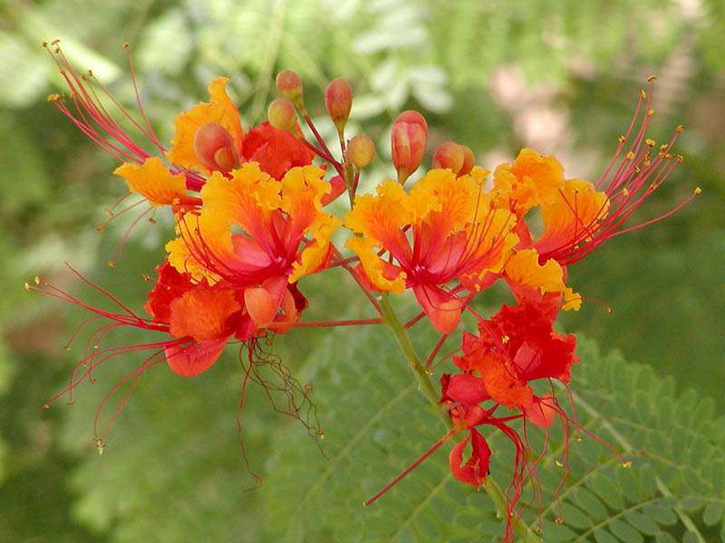 Flor de Flamboyant-mirim