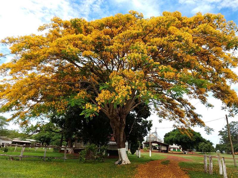 Flamboyant amarelo