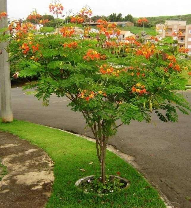 Arborização urbana com  Flamboyant-mirim ainda jovem.