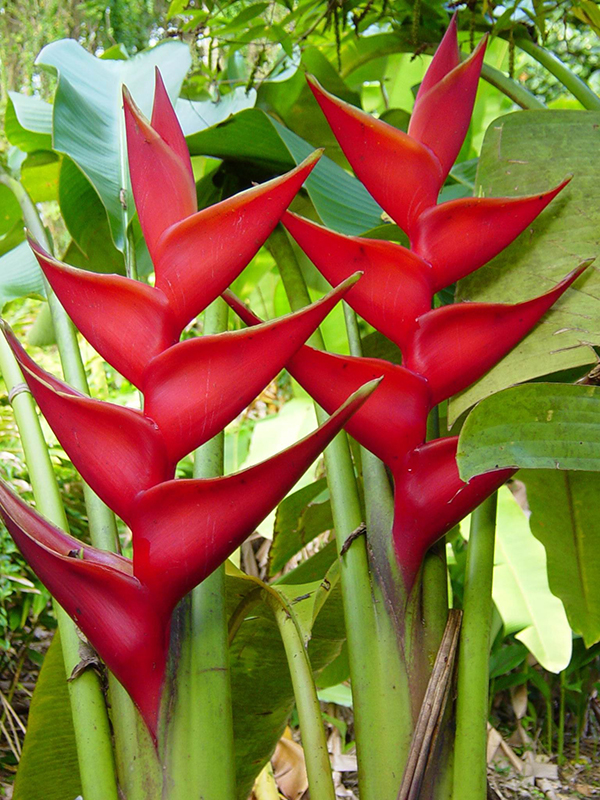 flor da helicônia pássaro de fogo