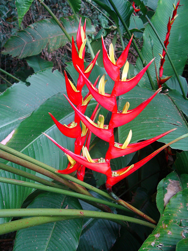 Flor de Heliconia Caete