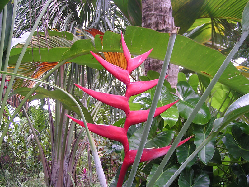 Flor de Heliconia Caeté