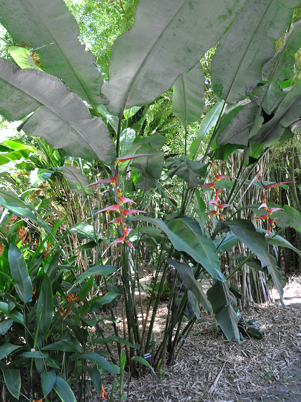 Lladrò Heliconia Bracciale in porcellana e rifiniture oro ROSA