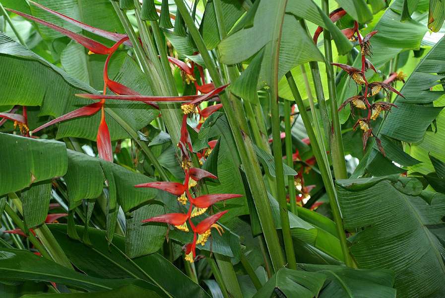 Flor de Heliconia collinsiana - haste floral pendente