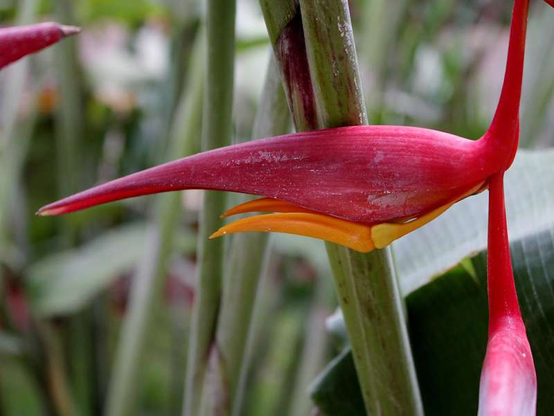 Flor de Heliconia collinsiana