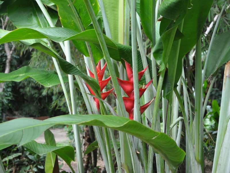 Heliconia bihai passaro de fogo