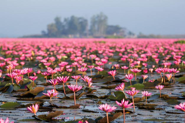 Lago repleto de flores.