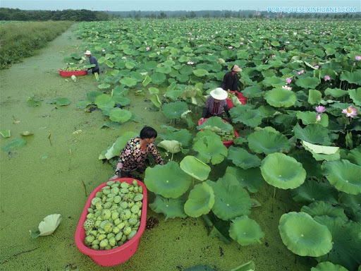 Sementes de Lotus sendo coletadas na China.