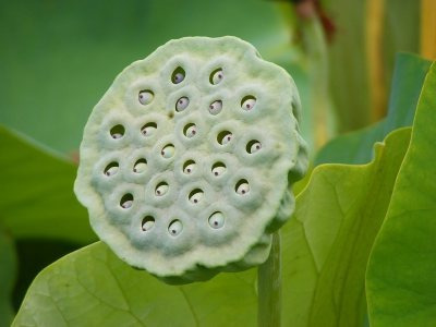 Sementes de Lotus