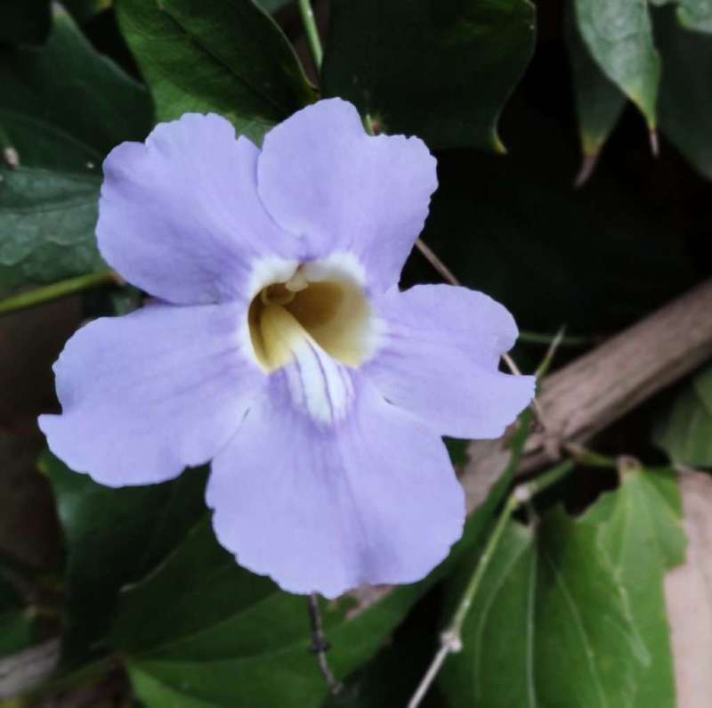 Flor da tumbérgia azul. Thunbergia grandiflora