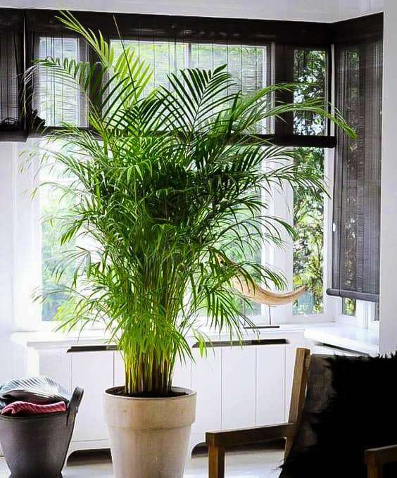 Palmeira Areca em vaso