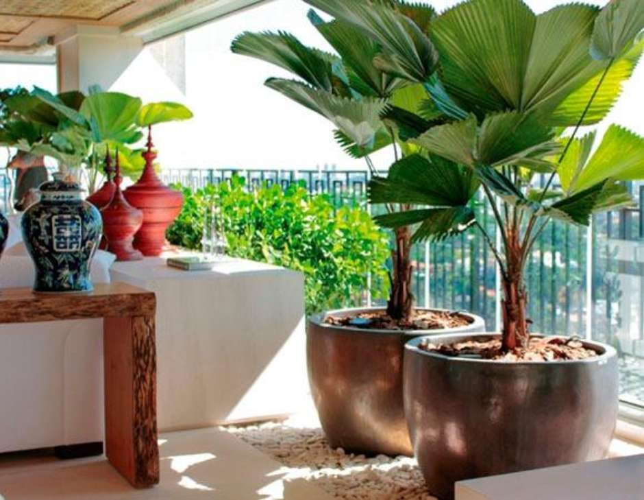 Palmeira leque licuala em vaso grande na varanda