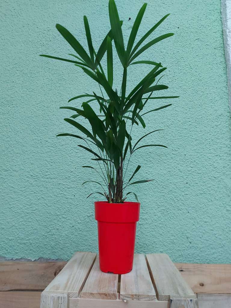 Palmeira Ráfia em vaso vermelho