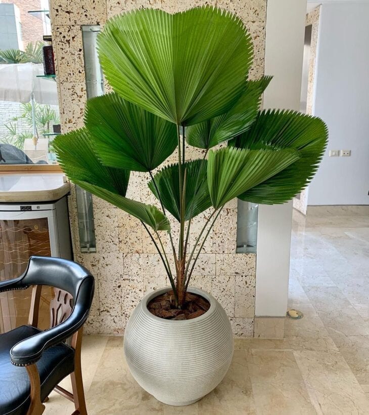 Palmeira licuala  em vaso em apartamento