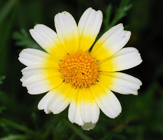 Chrysanthemum_coronarium