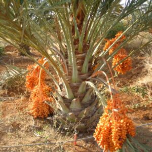 Phoenix dactylifera - Tamareira