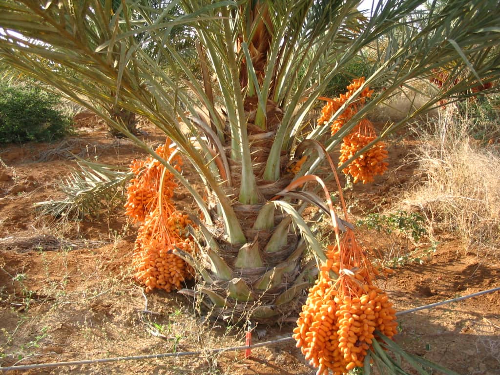 Phoenix dactylifera - Tamareira