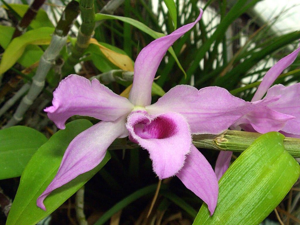 Orquídea Dendrobium anosmum
