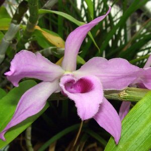 Orquídea Dendrobium anosmum
