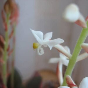Orquídea discolor, pipoca, joia