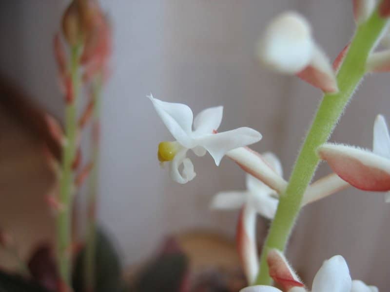 Orquídea discolor, pipoca, joia