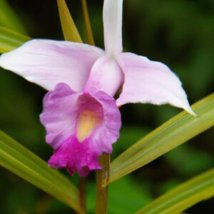 Orquídea bambu, Arundina