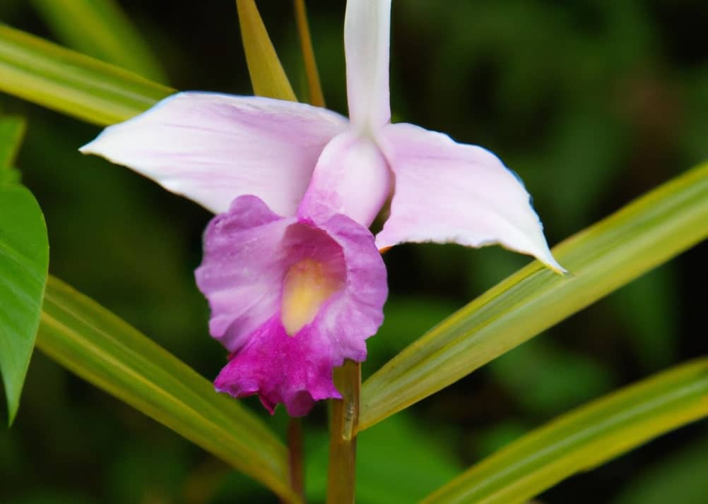 Orquídea bambu, Arundina