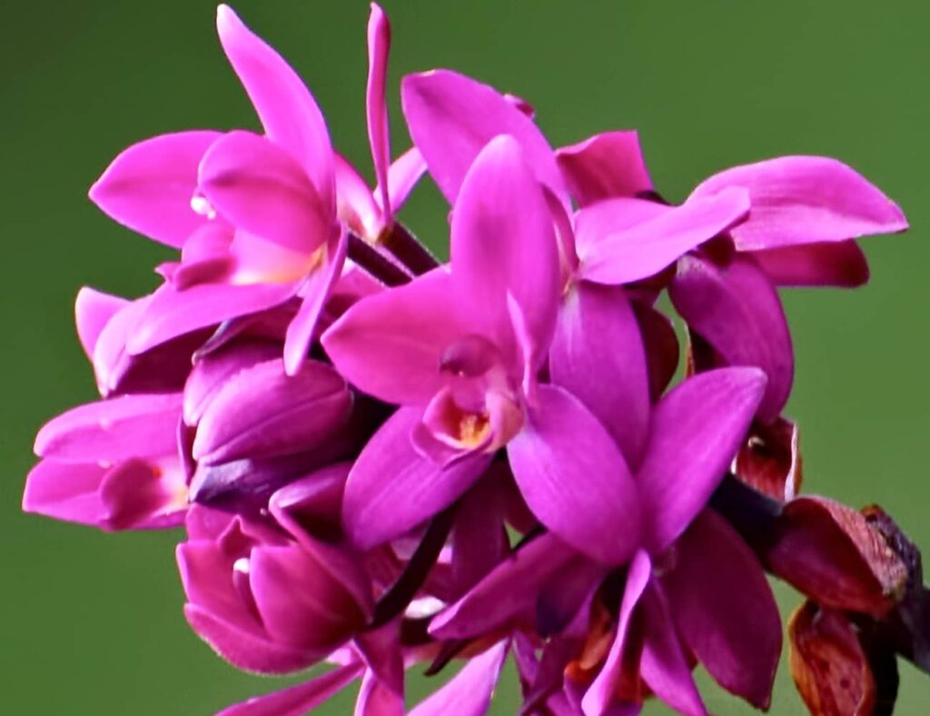 Orquídea grapete