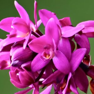 Orquídea grapete