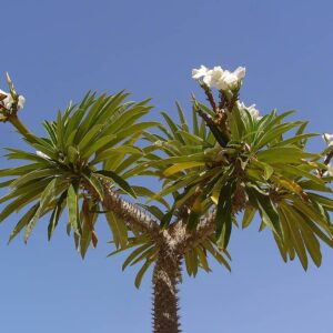 Palmeira de madagascar com floração