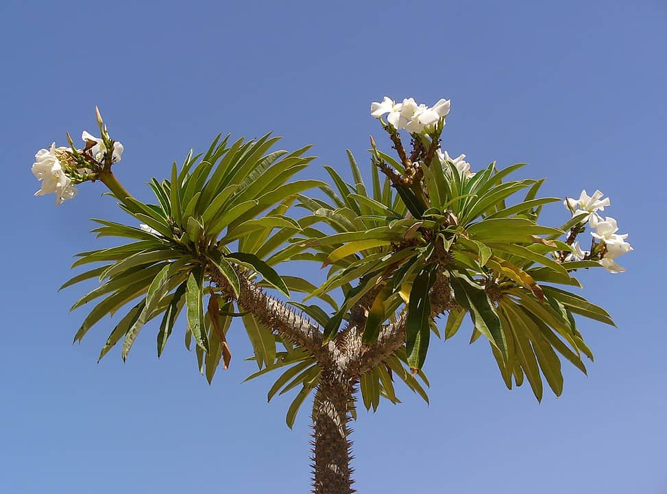 Palmeira de madagascar com floração
