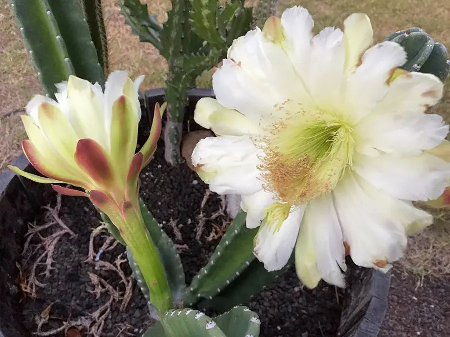 Cacto do Peru - Cereus repandus