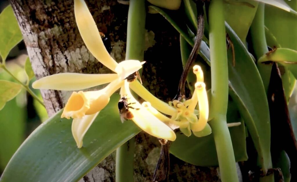 vanilla planifolia - Baunilha e abelha