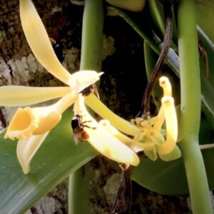 vanilla planifolia - Baunilha e abelha