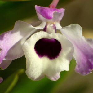 Orquídea Olho de Boneca Dendrobium nobile