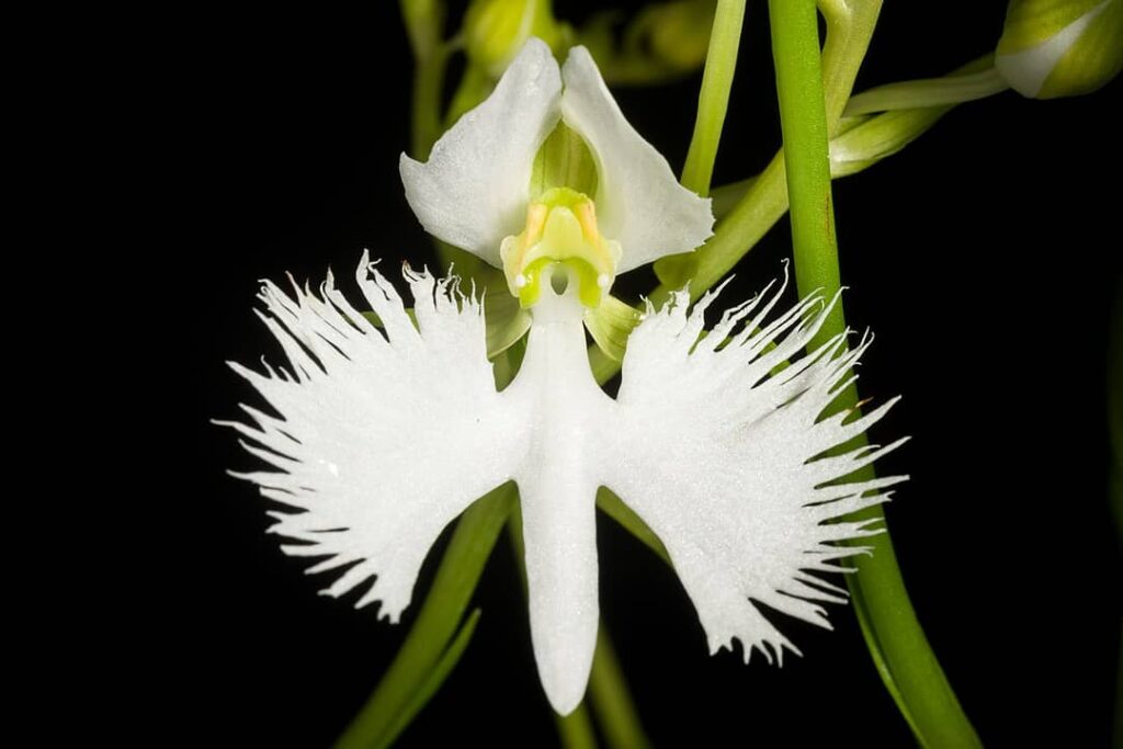 Orquídea Garça - Pecteilis radiata