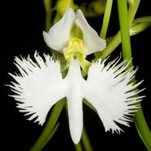 Orquídea Garça - Pecteilis radiata