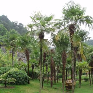 Palmeira Moinho de Vento - Trachycarpus fortunei