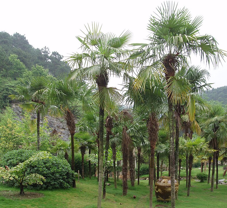 Palmeira Moinho de Vento - Trachycarpus fortunei