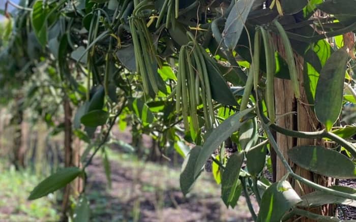 Plantação de baunilha - Vanilla planifolia