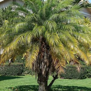 Palmeira Fênix - Phoenix roebelenii