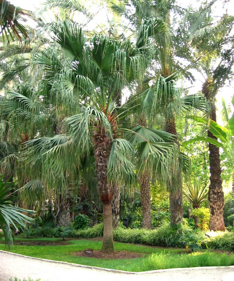 Palmeira Leque da China - Livistona chinensis
