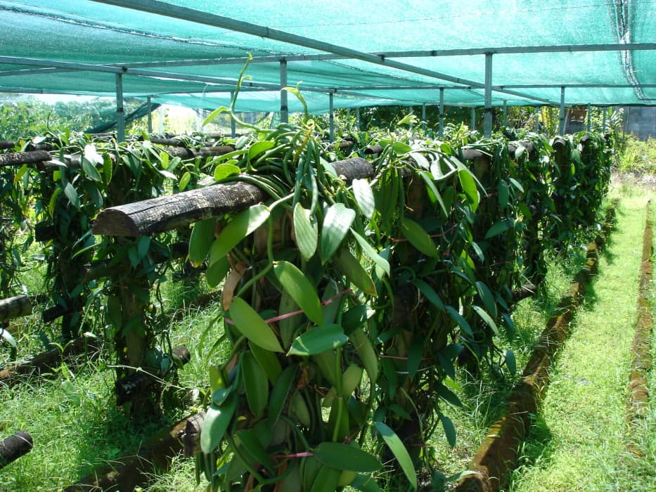 Plantação de Vanilla planifolia. Baunilha