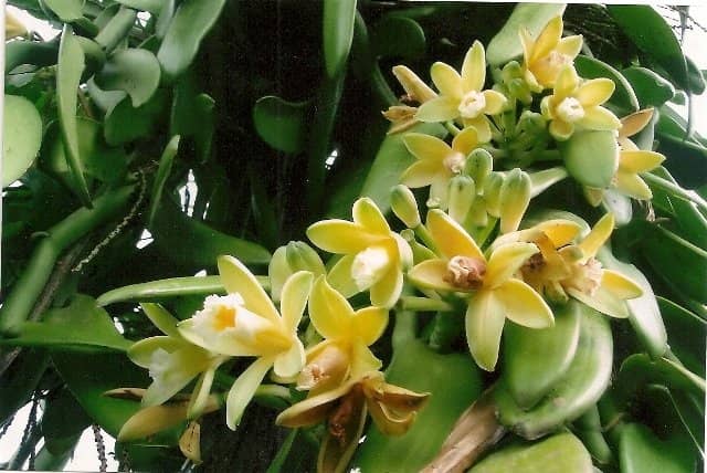 Vanilla planifolia - baunilha