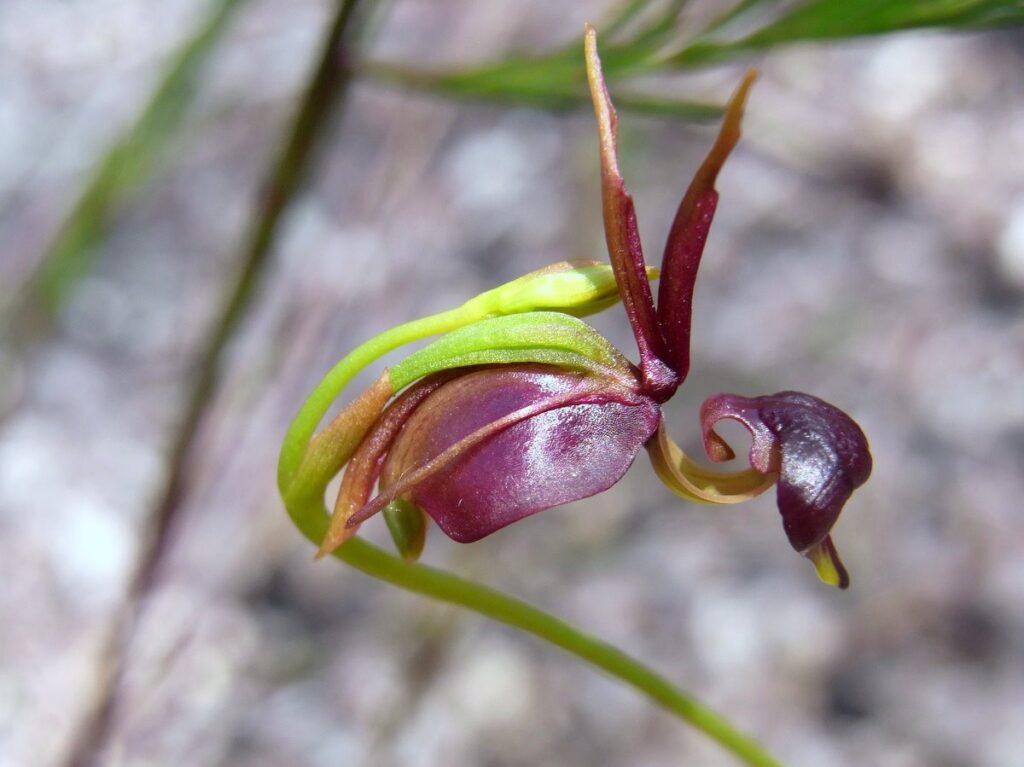 Orquídea Pato Voador - Caleana Major