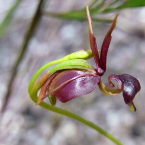 Orquídea Pato Voador - Caleana Major