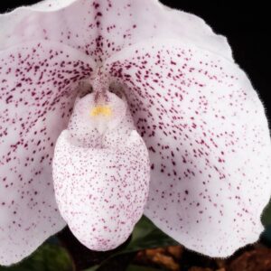 Orquídea Sapatinho - Paphiopedilum