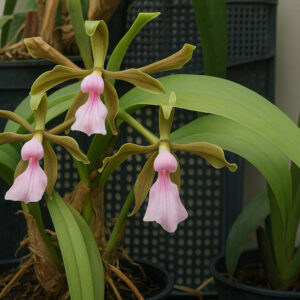 Encyclia